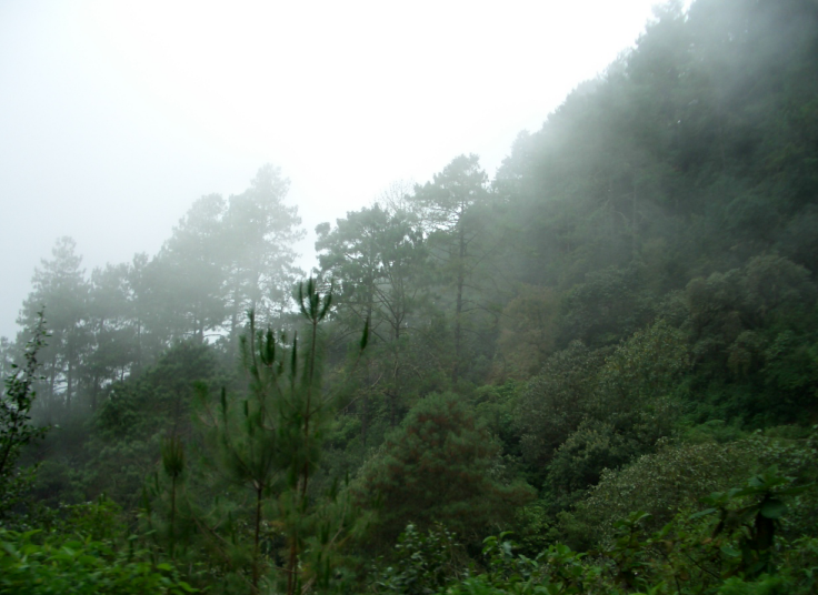 Photo of a cloud forest in Oaxaca.