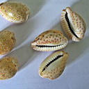 cowry shells from https://commons.wikimedia.org/wiki/File:Cowrie_shells_-_sozhi_roll_of_3.jpg