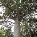 McKinney kauri tree from https://commons.wikimedia.org/wiki/File:Parry_Kauri_Park_-_McKinney_kauri_tree-4.jpg